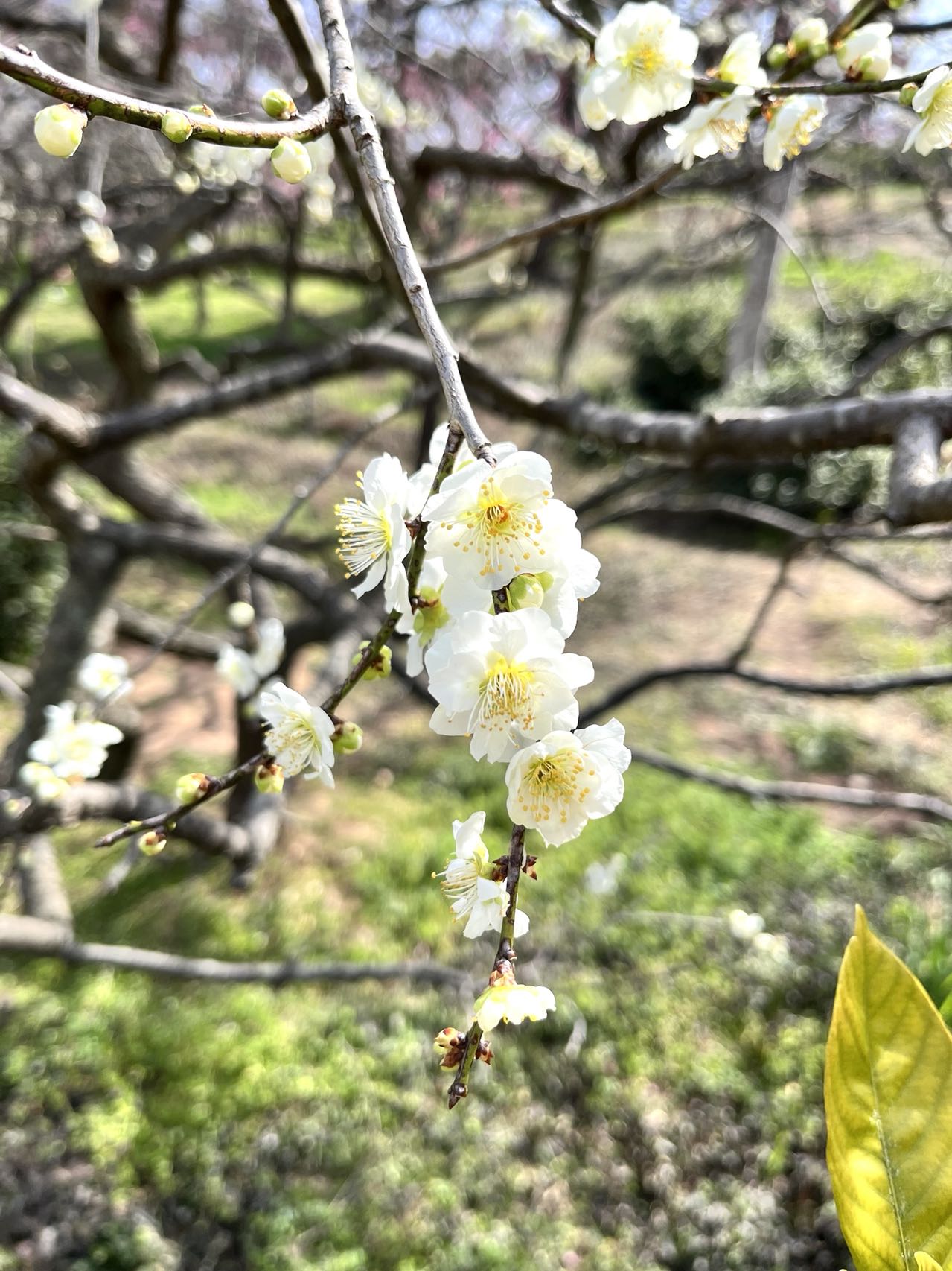 生活了三年的城市 - 南京