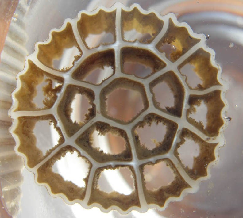 生物膜附着在污水中的悬浮载体